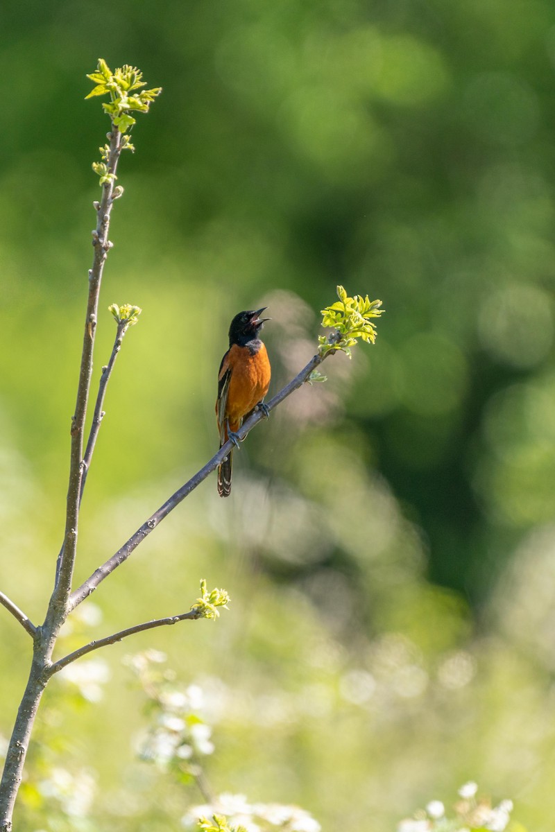 Orchard Oriole - ML231792031