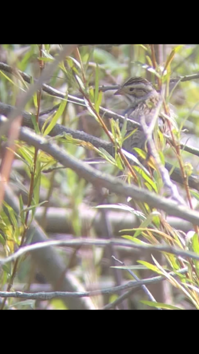 Clay-colored Sparrow - ML231792071
