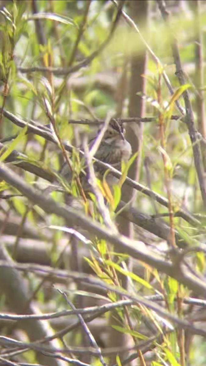 Clay-colored Sparrow - ML231792081