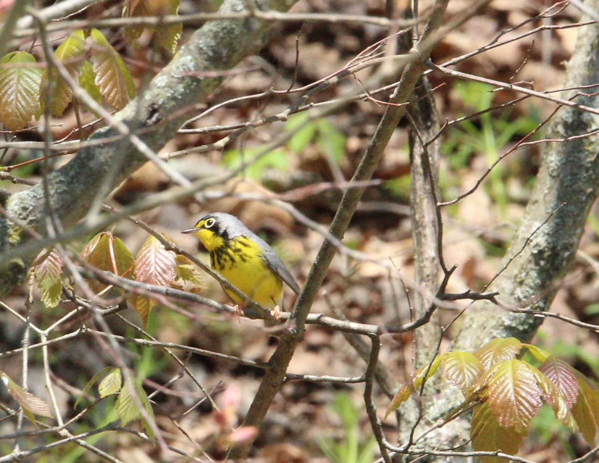 Canada Warbler - ML231792341