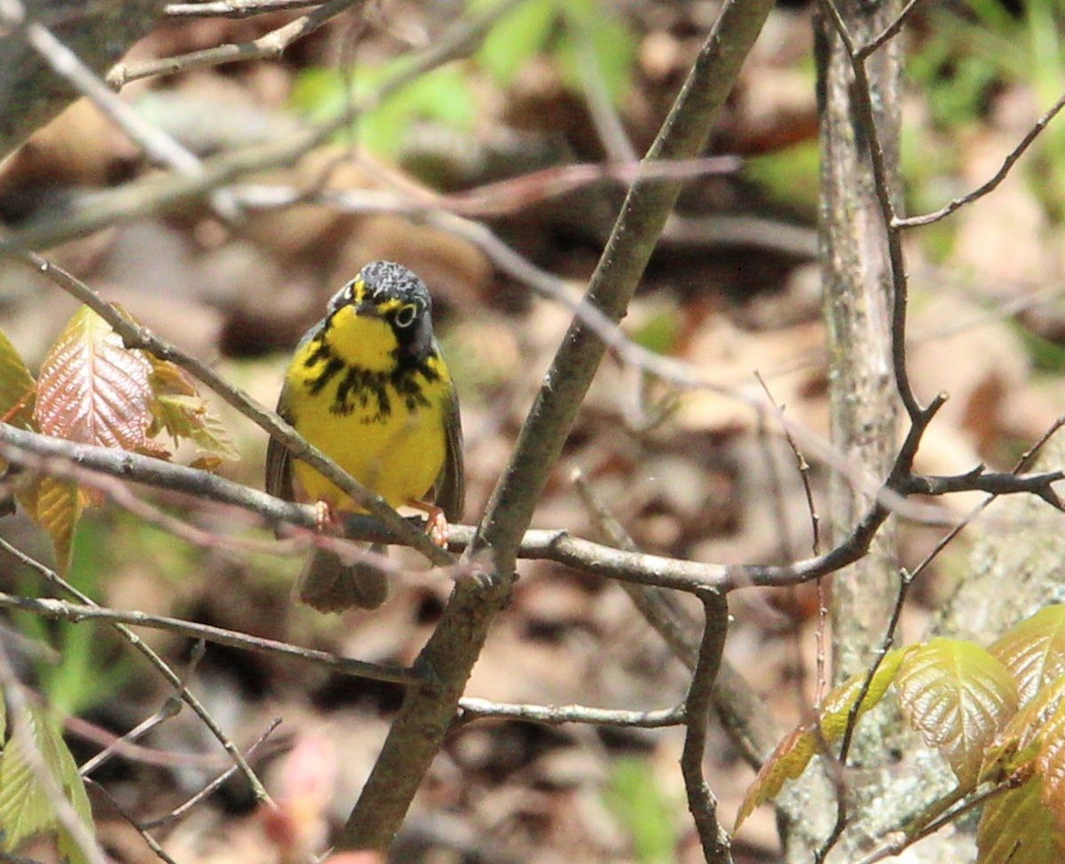 Canada Warbler - ML231792381