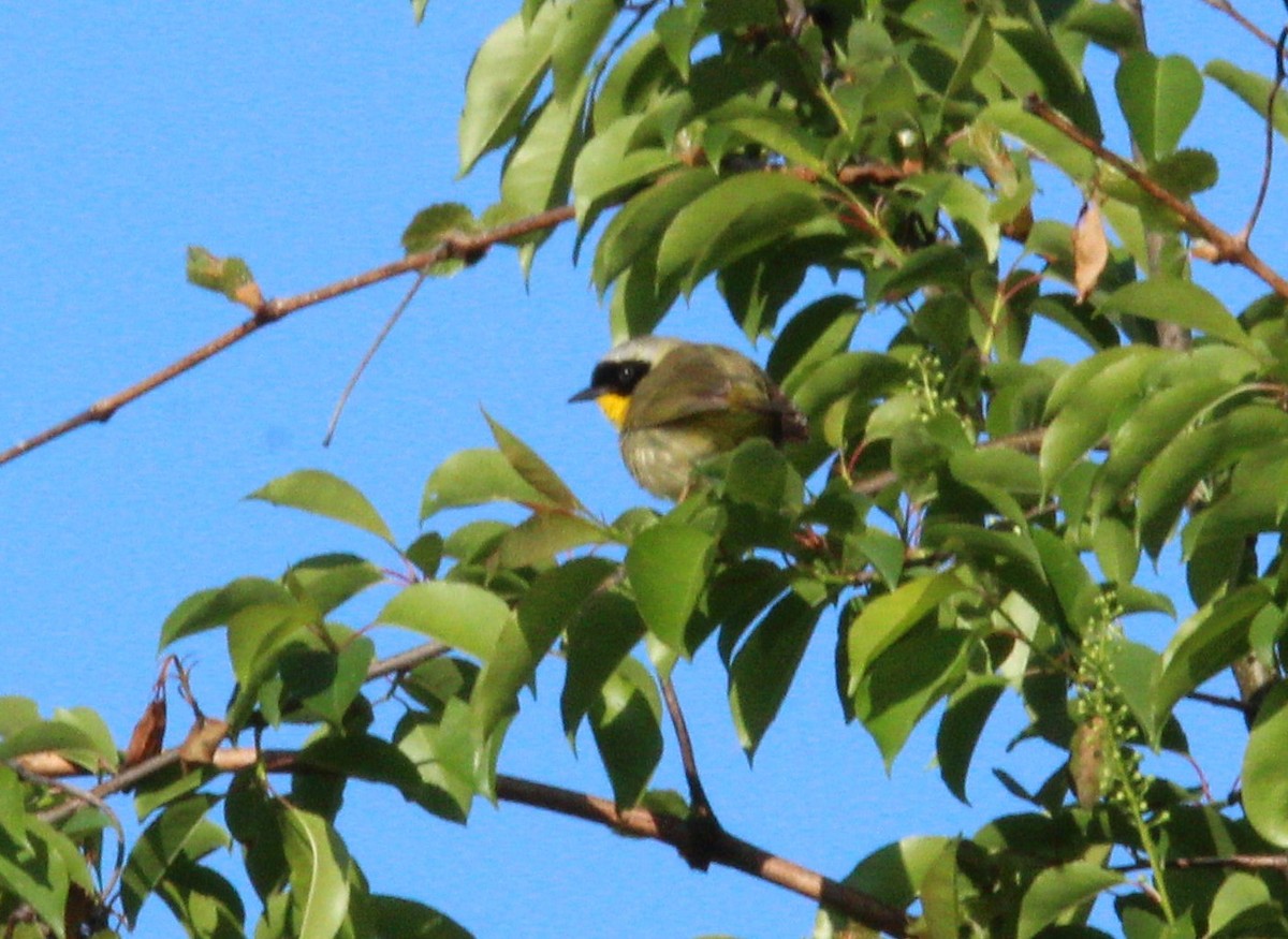 Common Yellowthroat - ML231792401