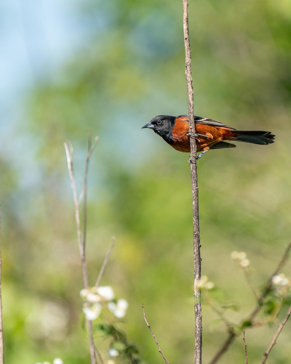 Orchard Oriole - ML231793351