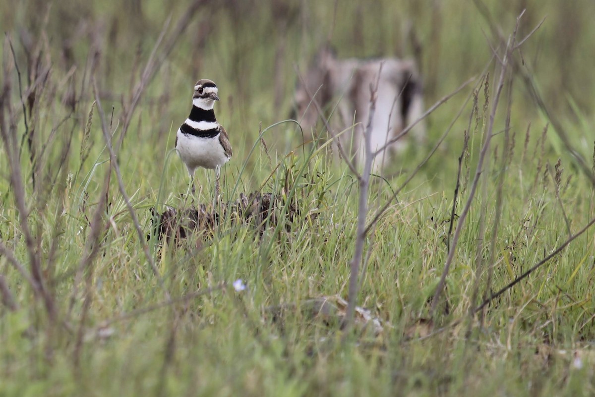 Killdeer - ML231793701