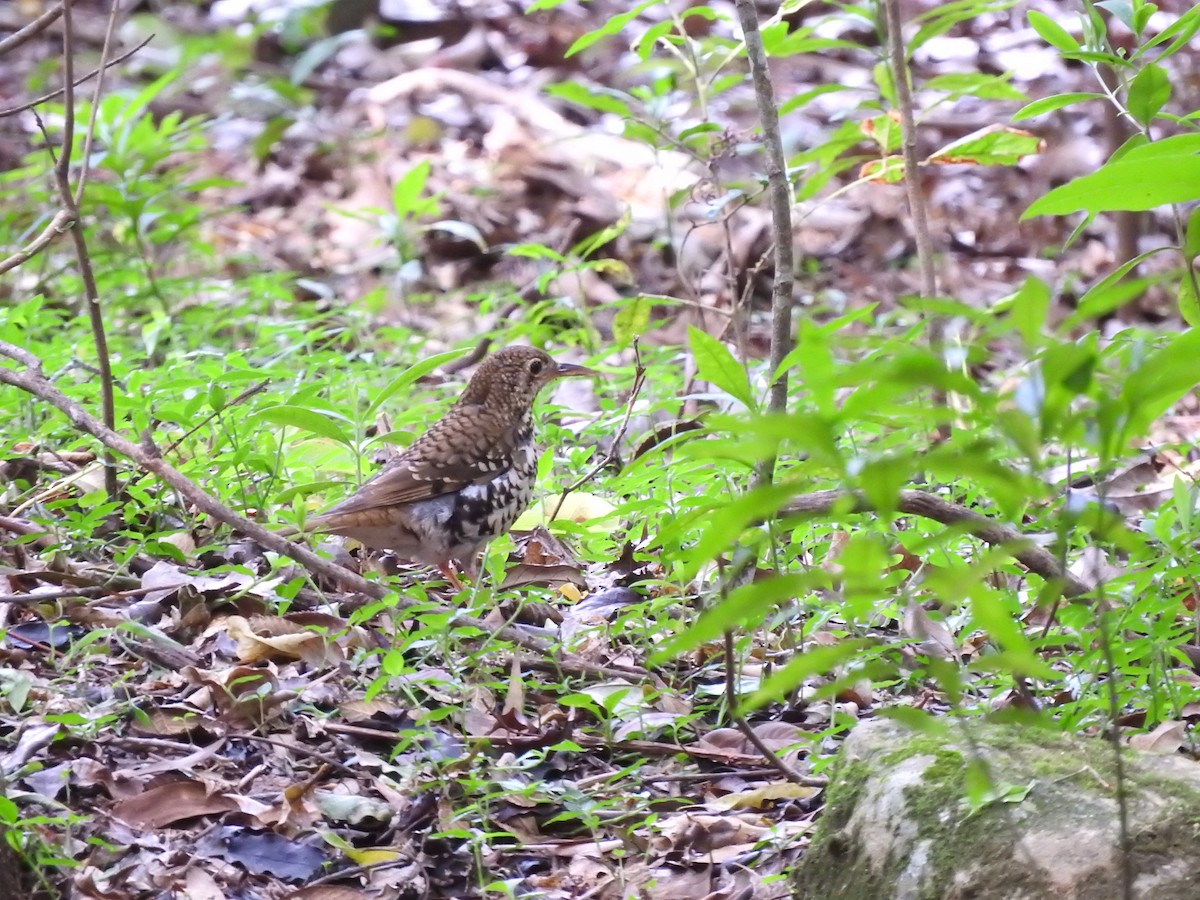 Russet-tailed Thrush - ML23179401