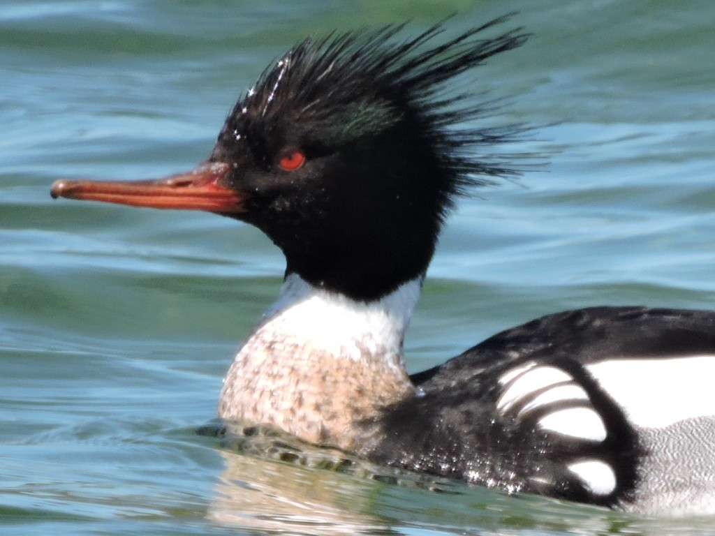 Red-breasted Merganser - Melody Walsh