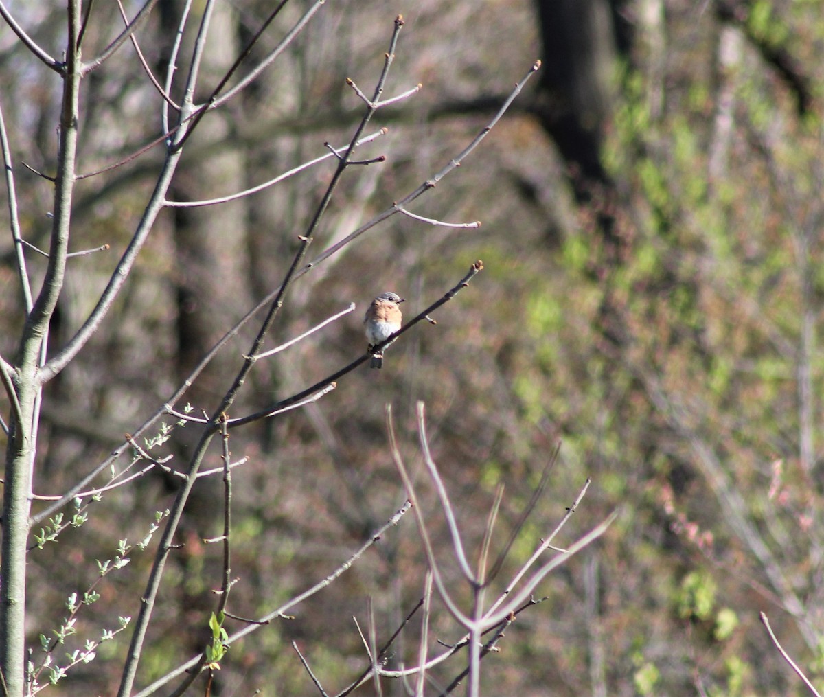 Eastern Bluebird - ML231794901