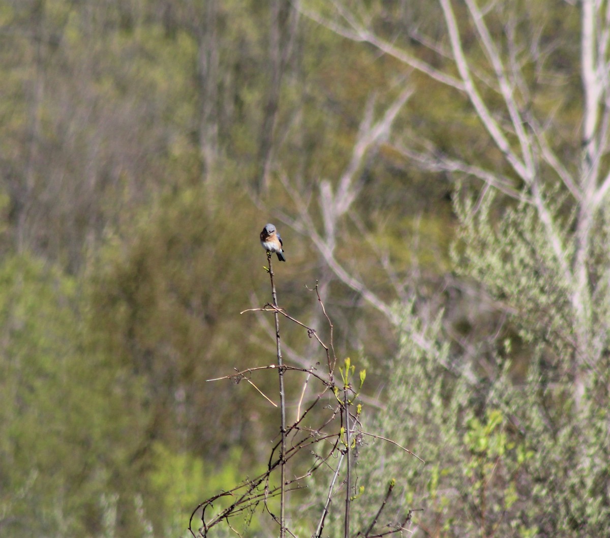 Eastern Bluebird - ML231794951