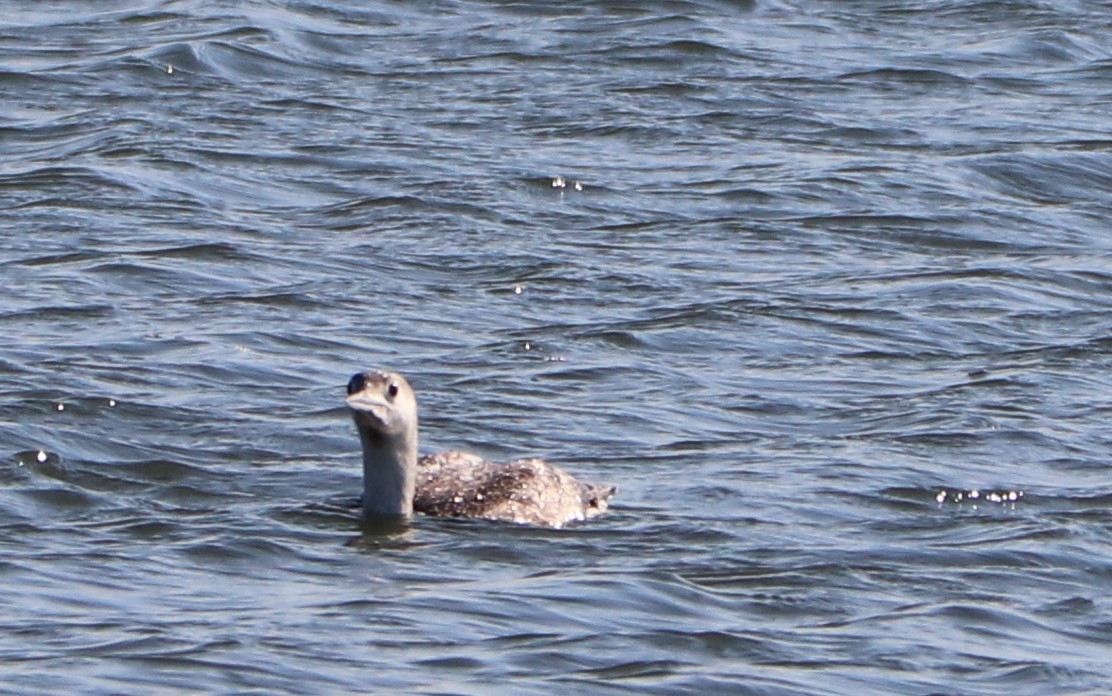 Red-throated Loon - ML231795031