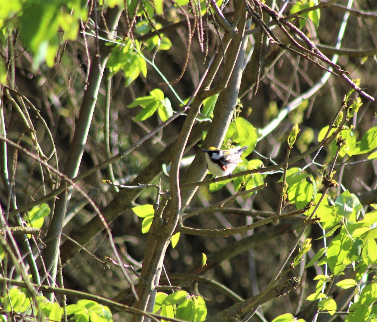 Chestnut-sided Warbler - ML231795211