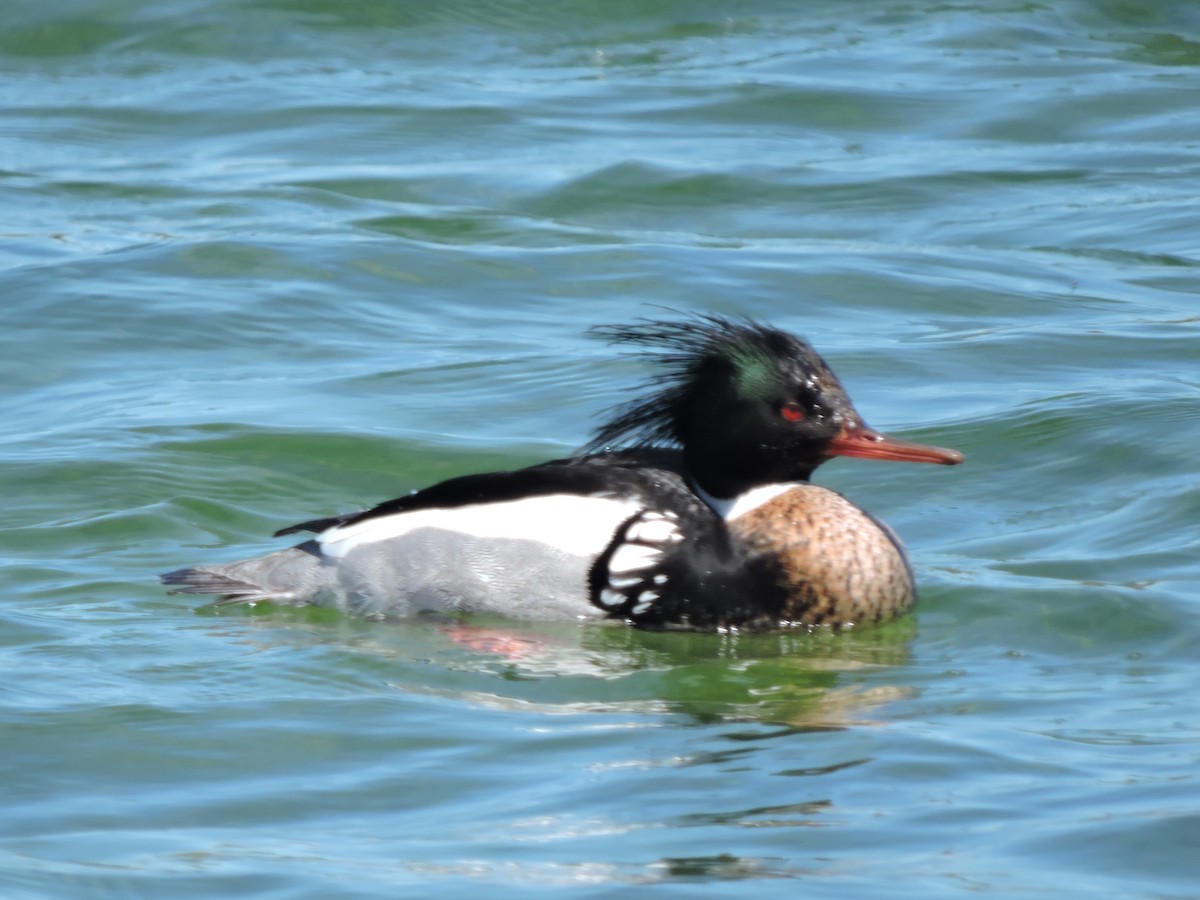 Red-breasted Merganser - Melody Walsh