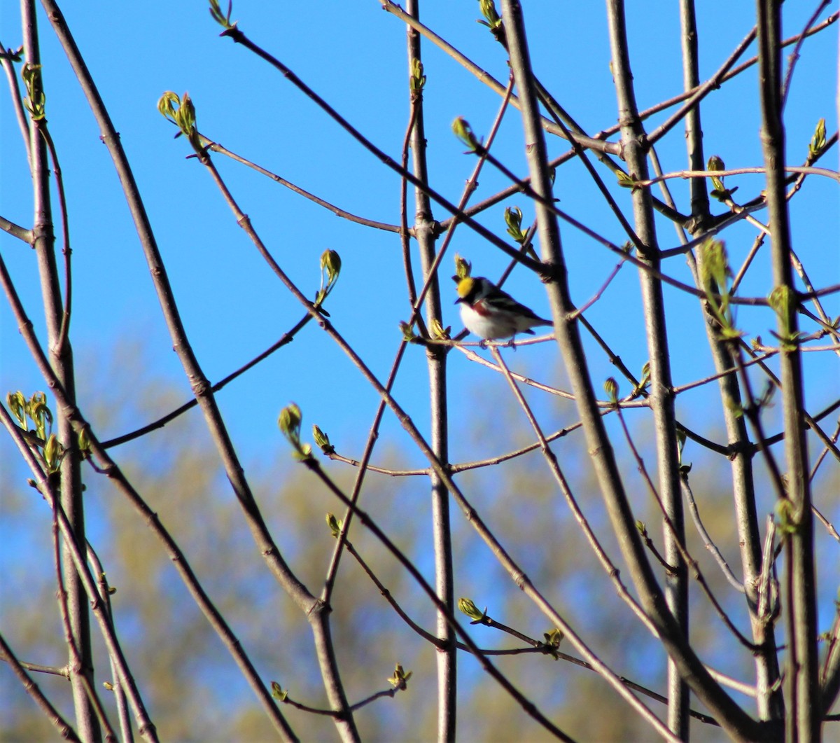 Chestnut-sided Warbler - ML231795311