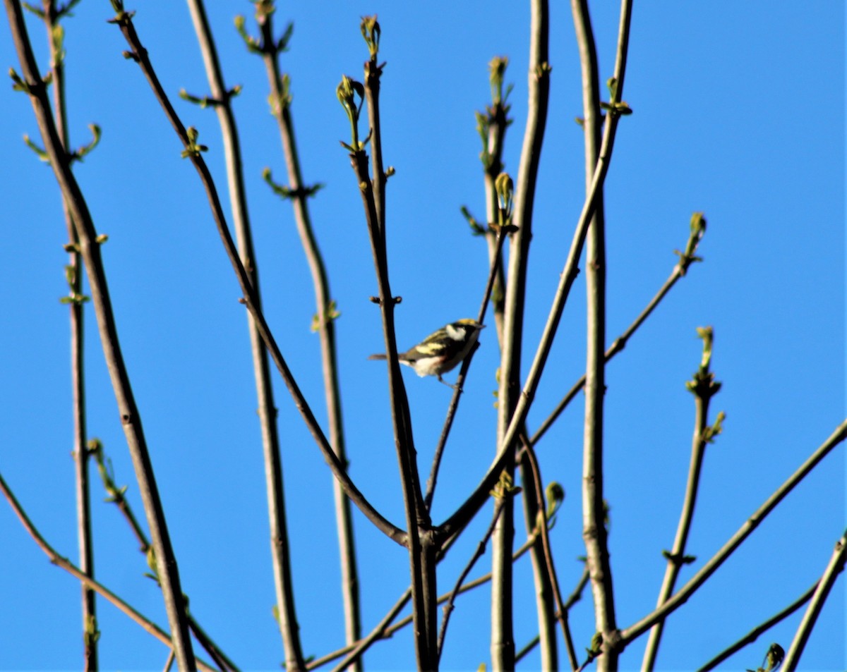 Chestnut-sided Warbler - ML231795551