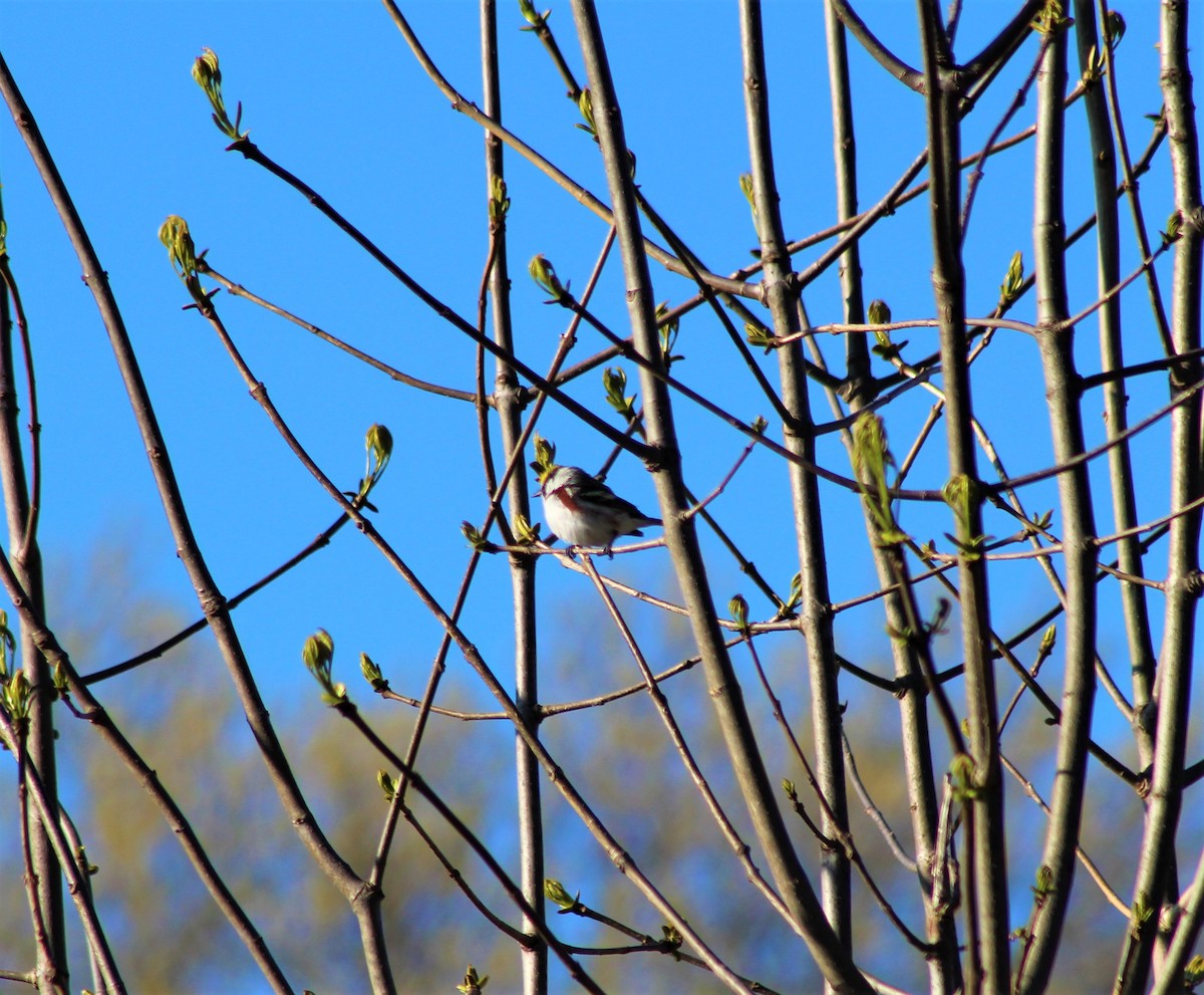 Chestnut-sided Warbler - ML231795821