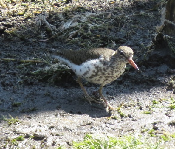 Spotted Sandpiper - Debra Hill