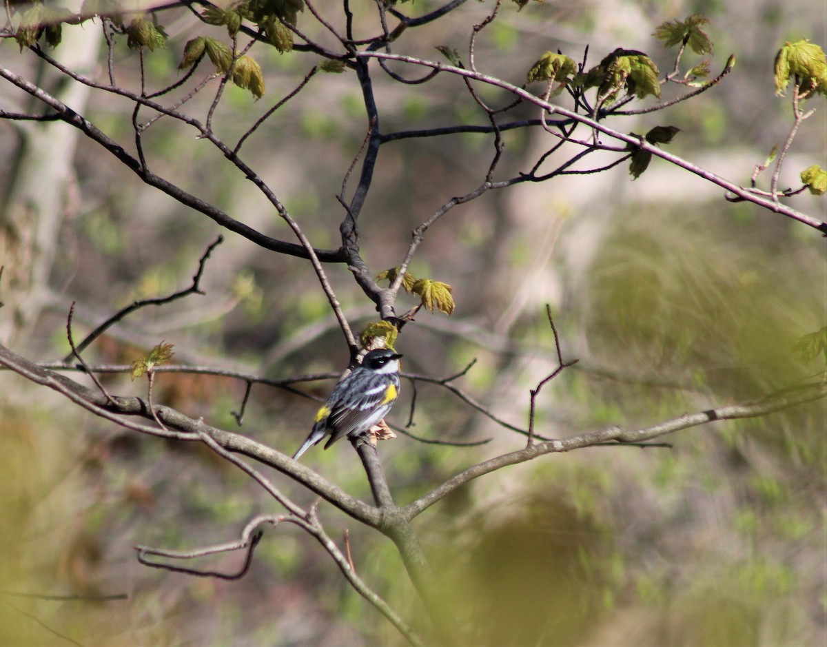 Yellow-rumped Warbler - ML231796501