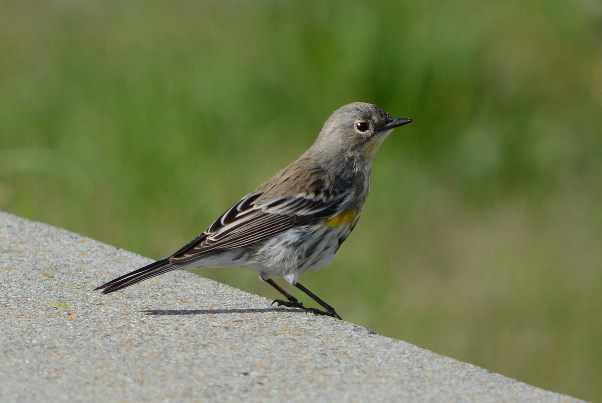 Yellow-rumped Warbler - ML23179651