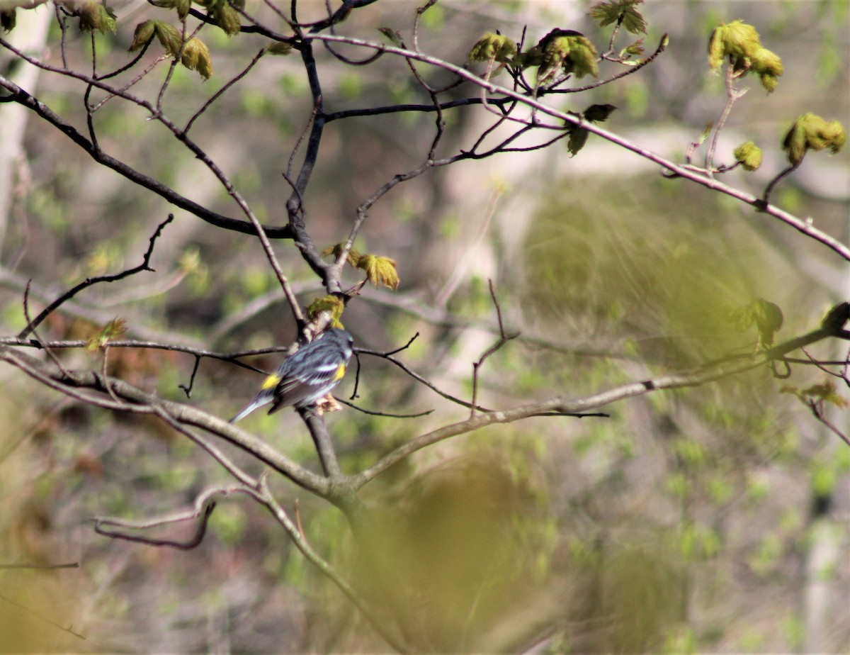 Yellow-rumped Warbler - ML231796571