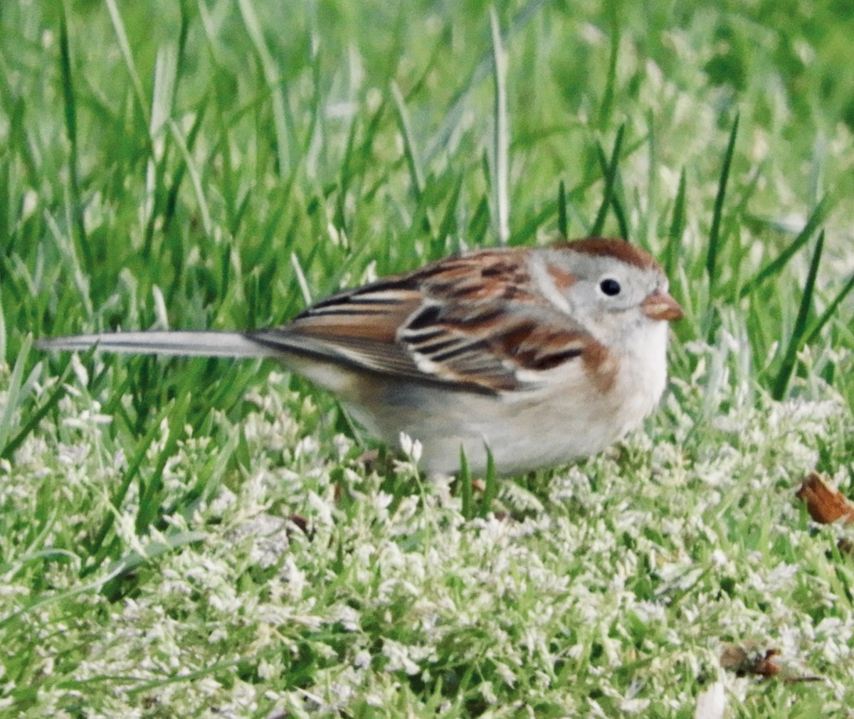 Field Sparrow - ML231798511