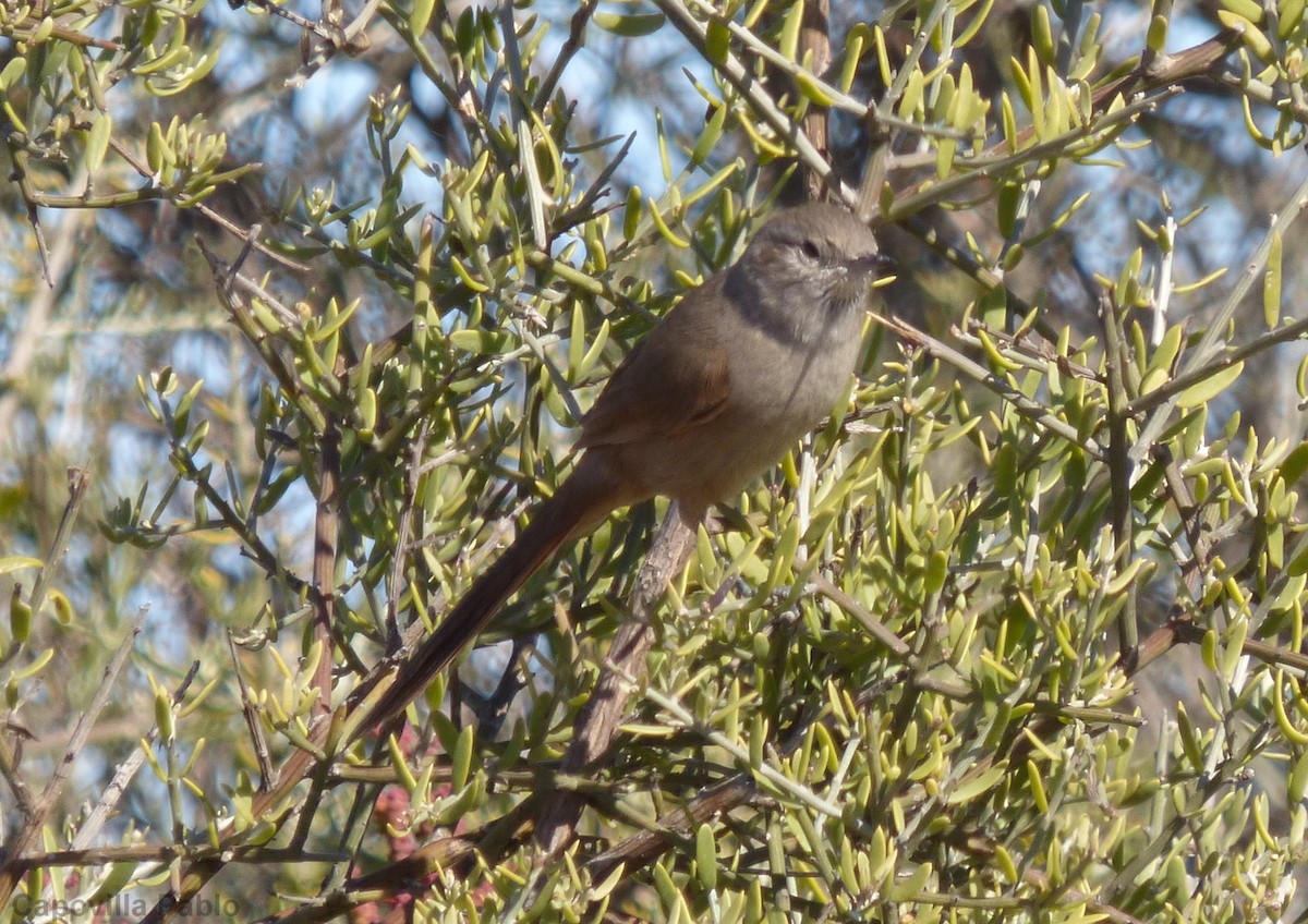 Sharp-billed Canastero - Pablo Hernan Capovilla