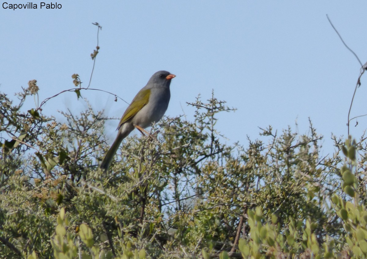 Great Pampa-Finch - Pablo Hernan Capovilla