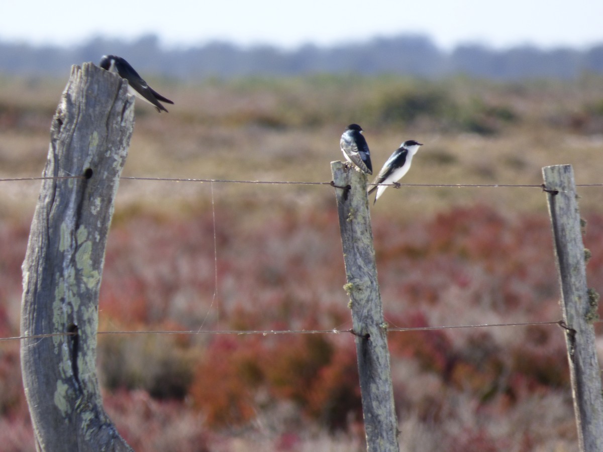 Golondrina Cejiblanca - ML231799241