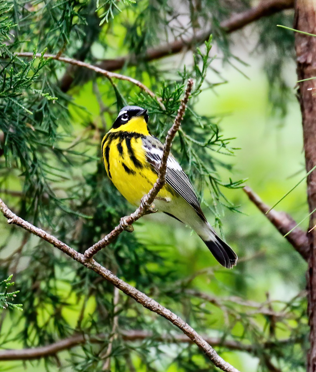 Magnolia Warbler - ML231801081