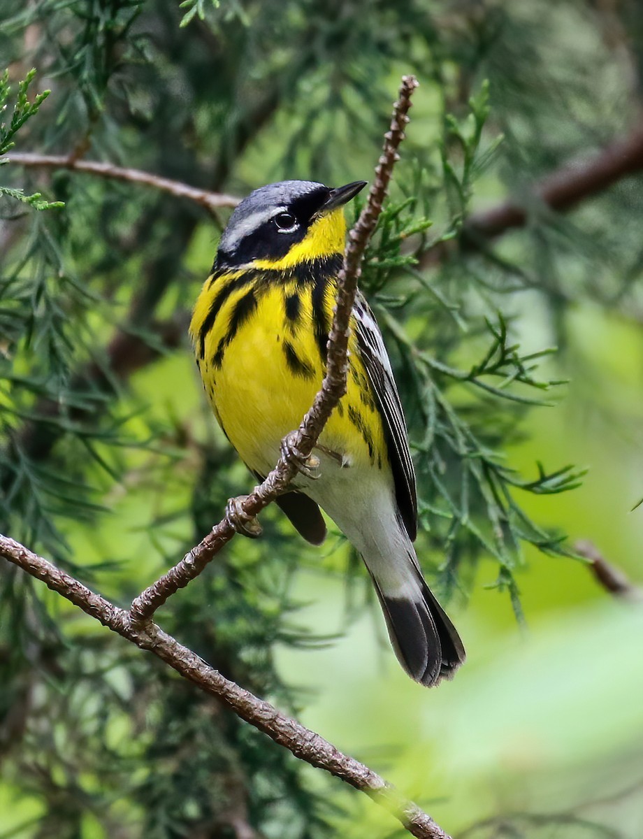 Magnolia Warbler - ML231801161