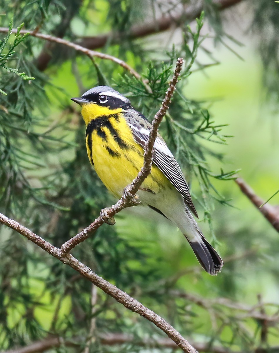 Magnolia Warbler - ML231801181