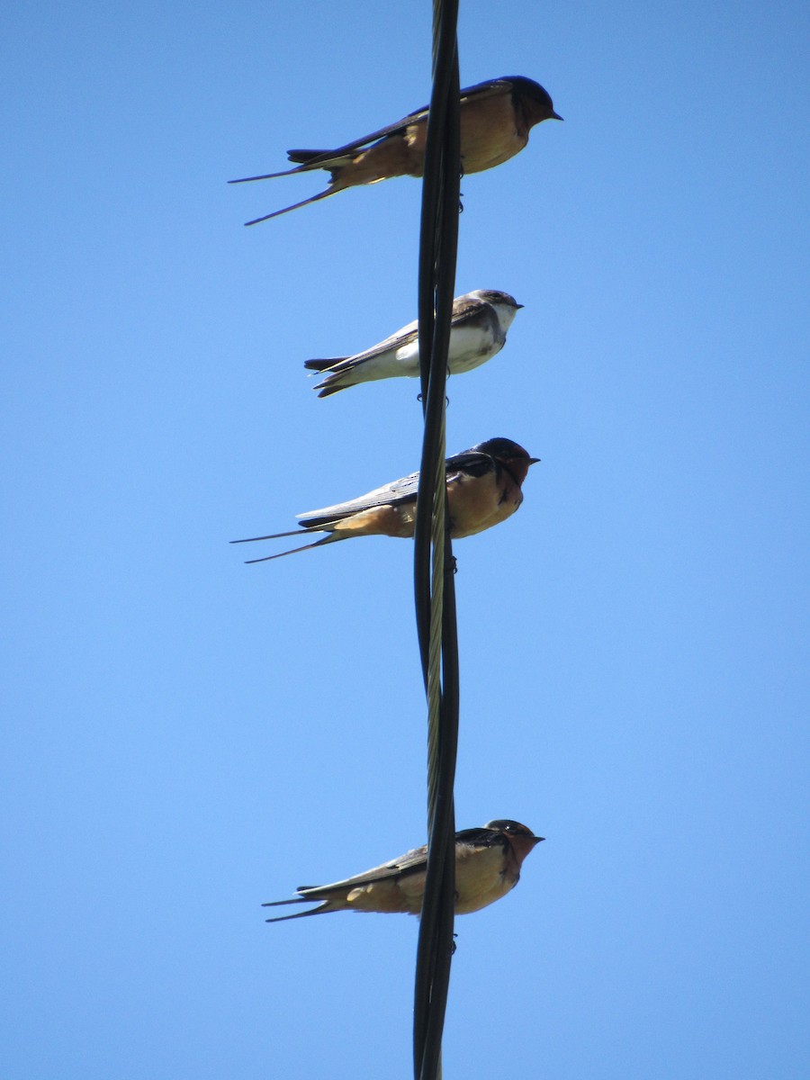 Bank Swallow - ML231803541