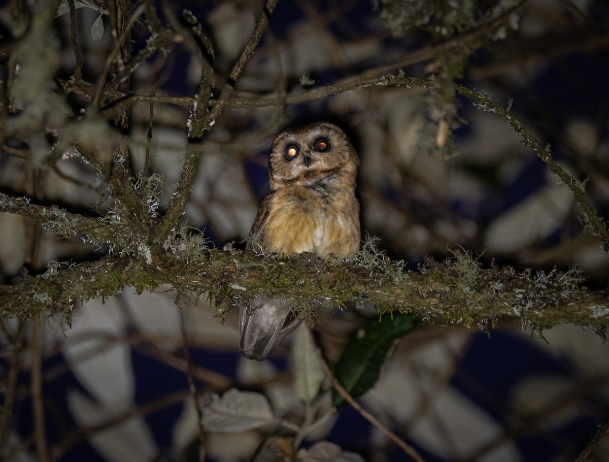 Unspotted Saw-whet Owl - ML231808401