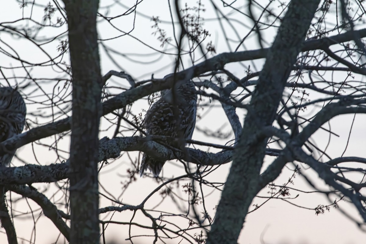 Barred Owl - Samantha Upperman