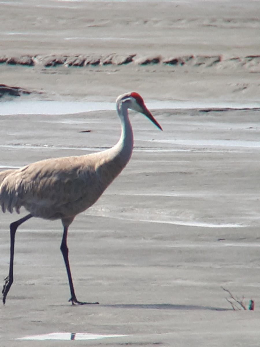 Sandhill Crane - ML231809461