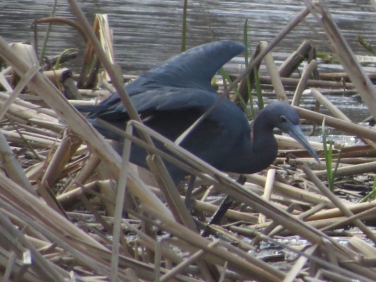 Little Blue Heron - ML231810301