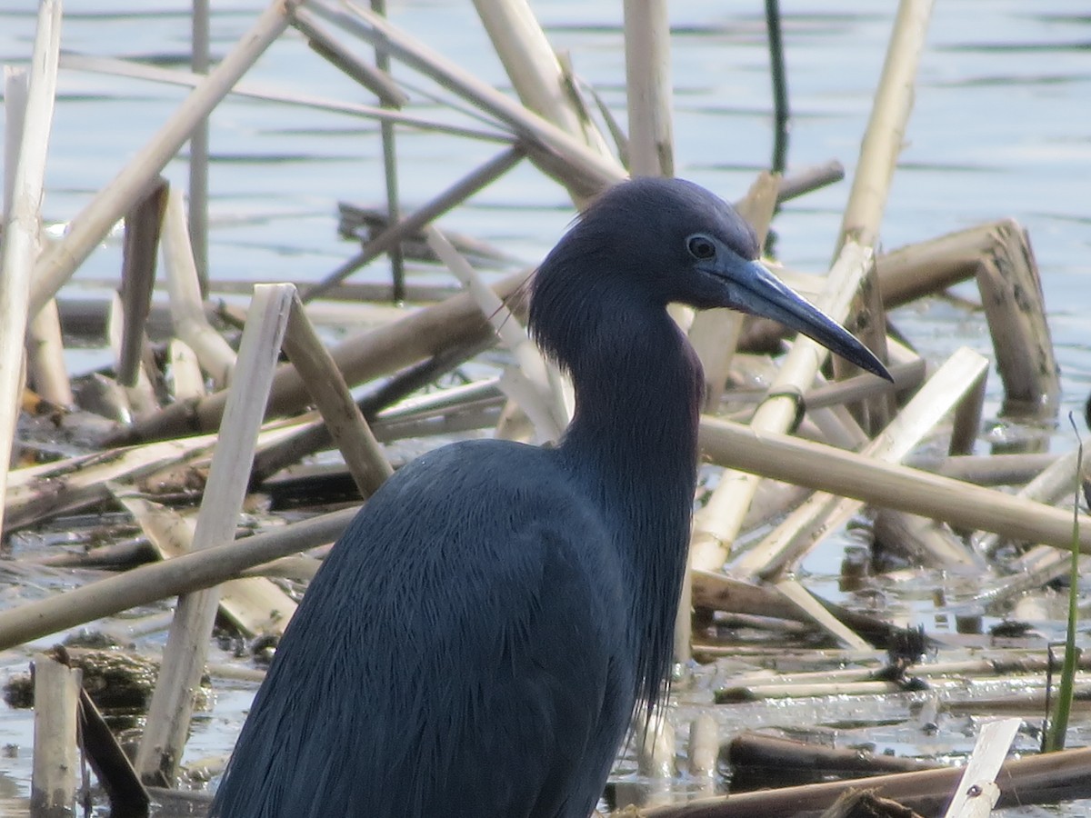 Little Blue Heron - ML231810431