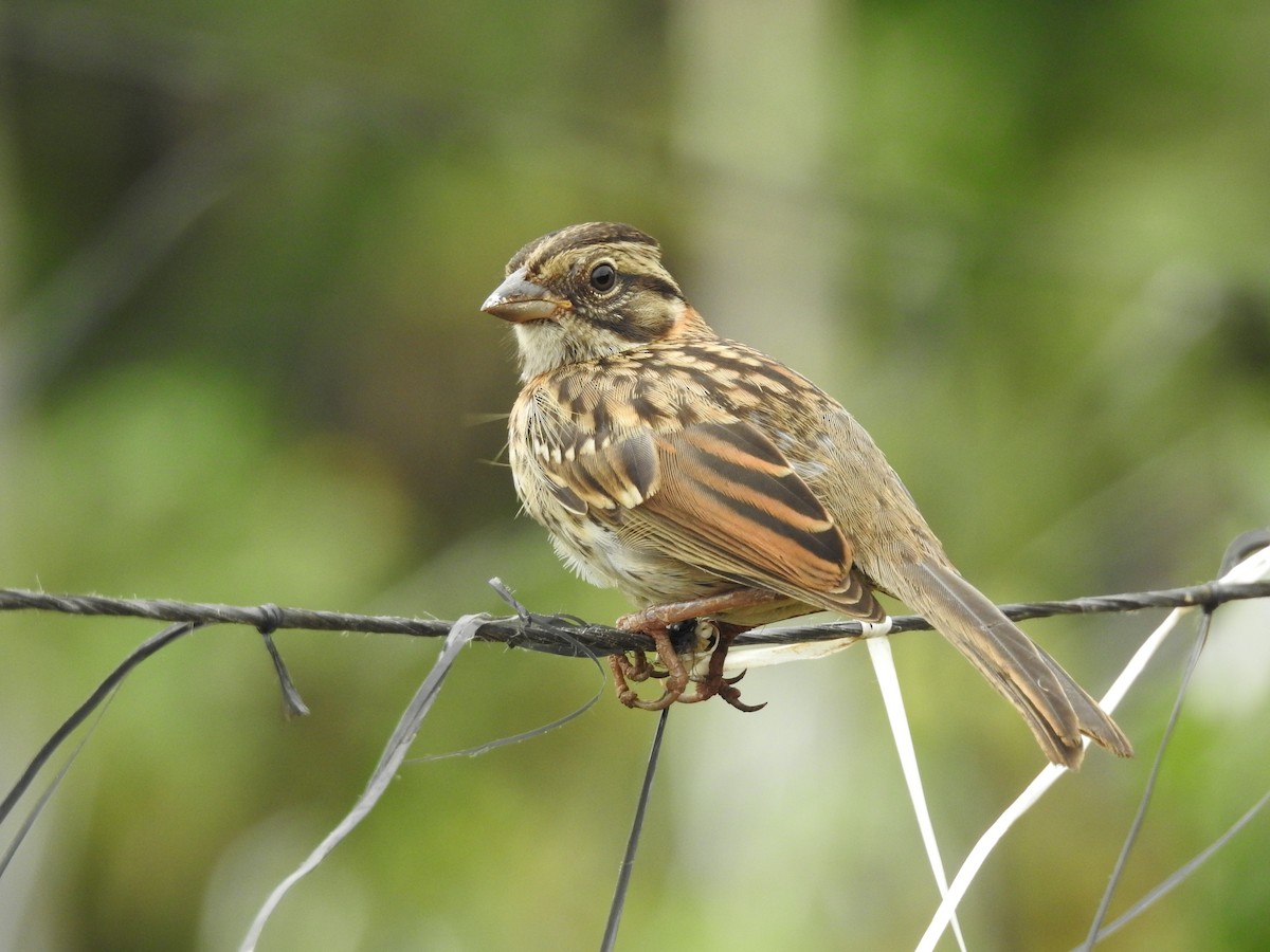 Rufous-collared Sparrow - Anthony Jiménez Solorzano