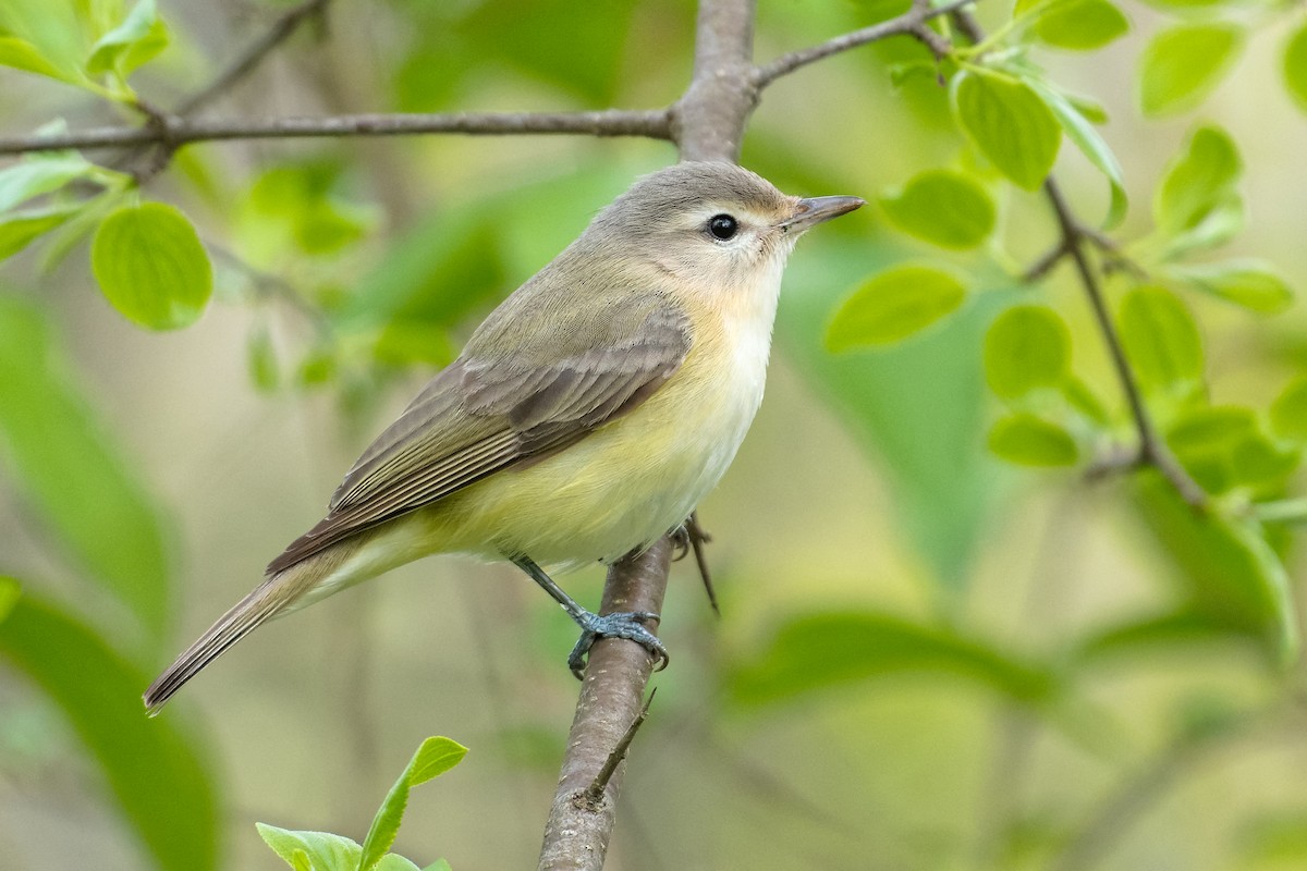 Eastern Warbling Vireo - Don Danko