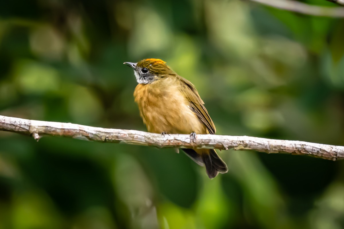 Orange-crowned Manakin - Pancho Enriquez