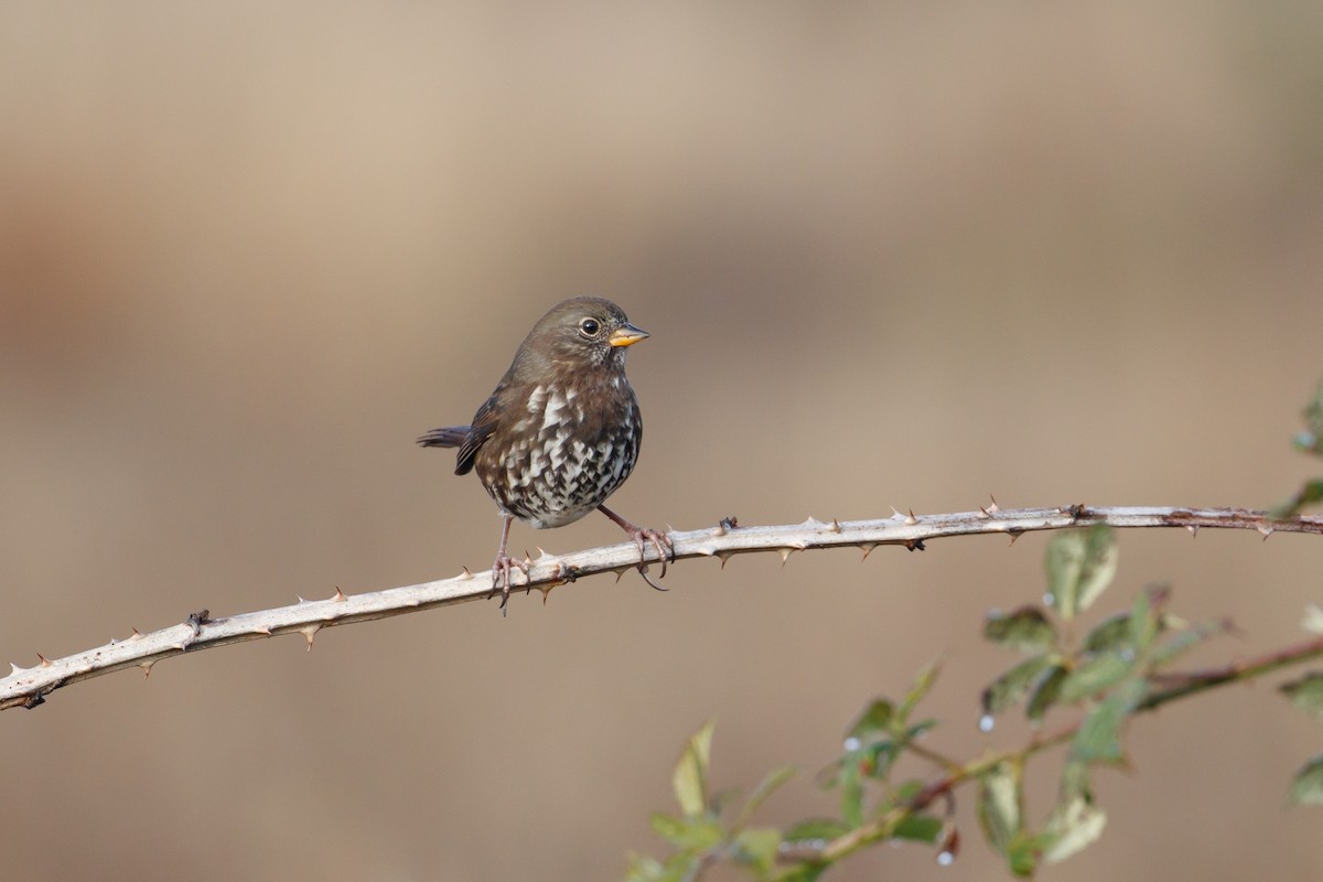 Fox Sparrow - Audrey Addison