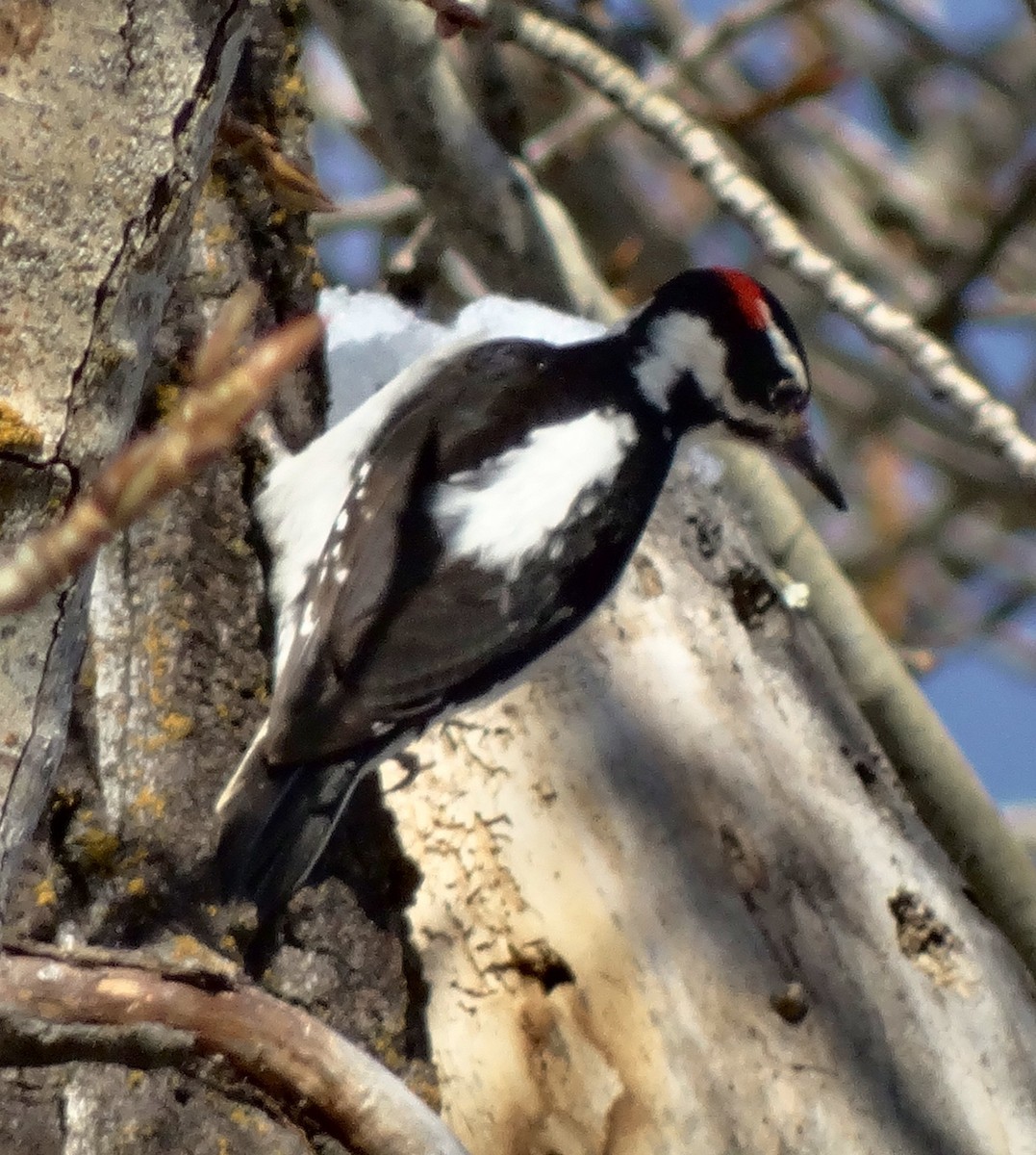 Hairy Woodpecker - ML23181361
