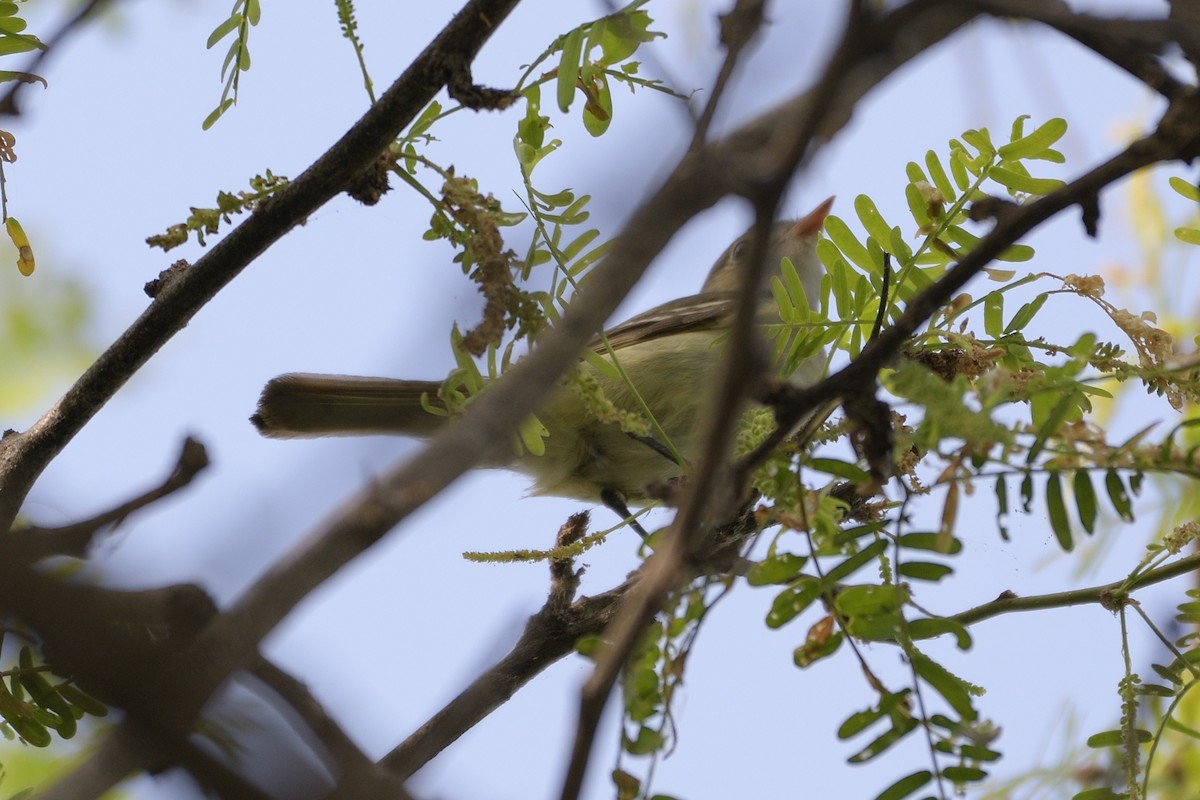 Small-billed Elaenia - ML231814761