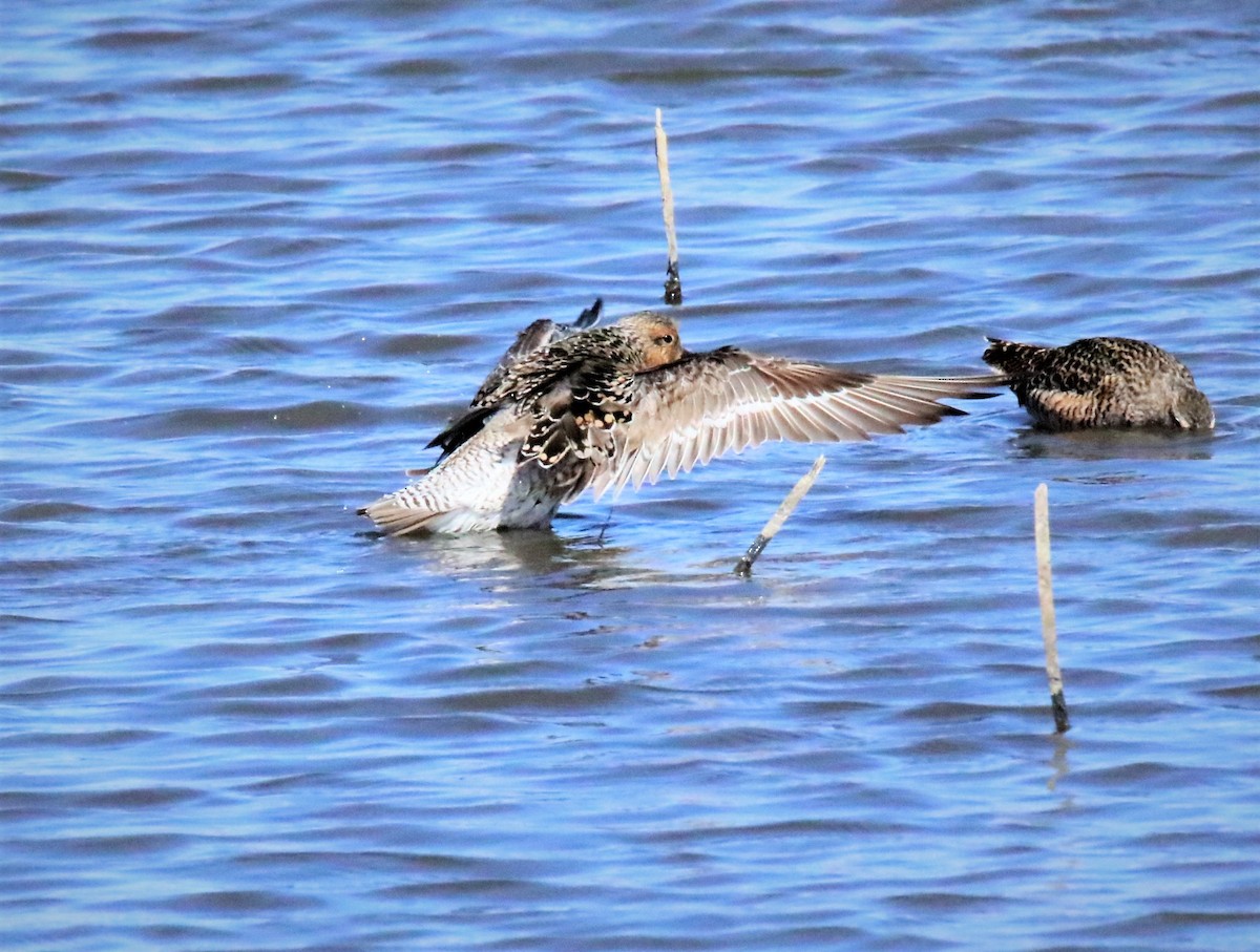 Red Knot - Steve Stump