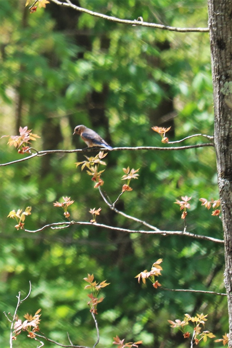 Eastern Bluebird - ML231816371