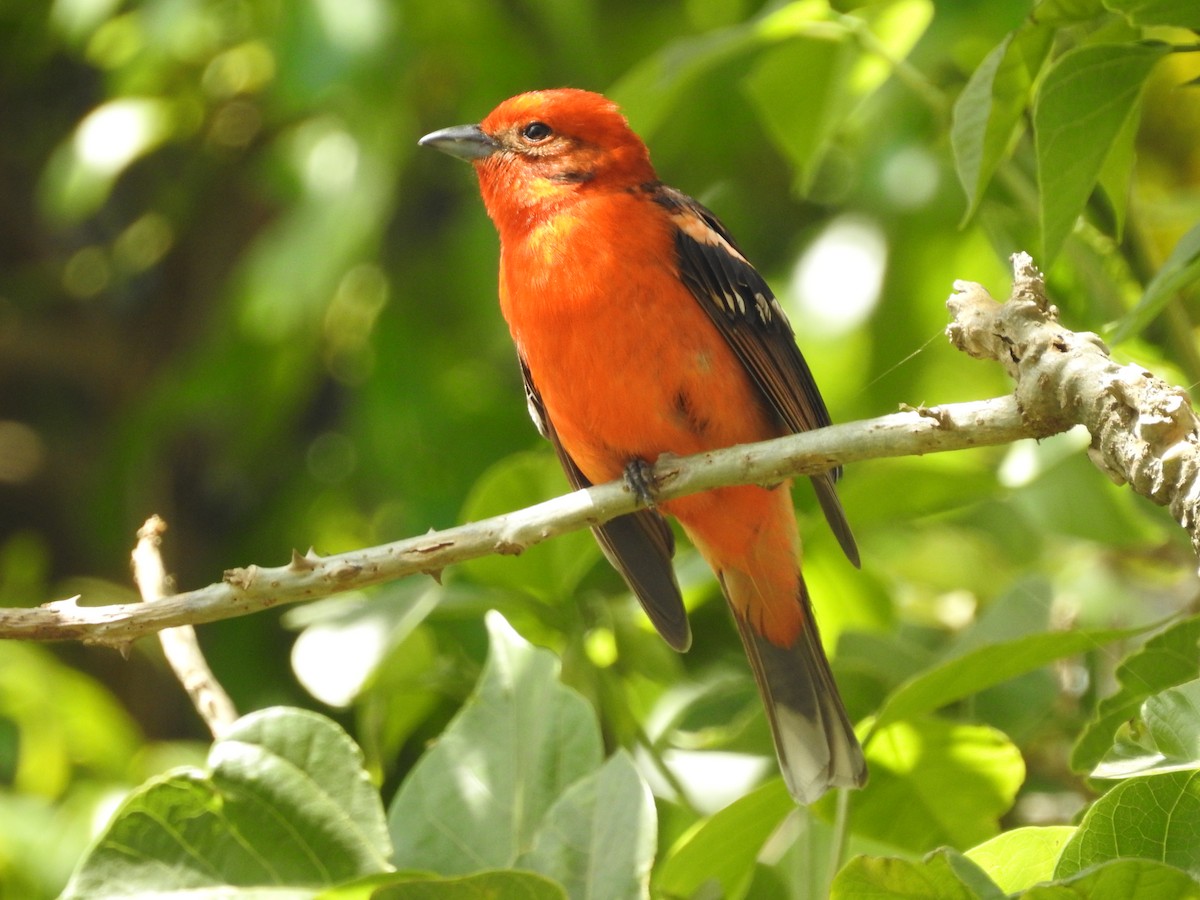 Flame-colored Tanager - Anthony Jiménez Solorzano