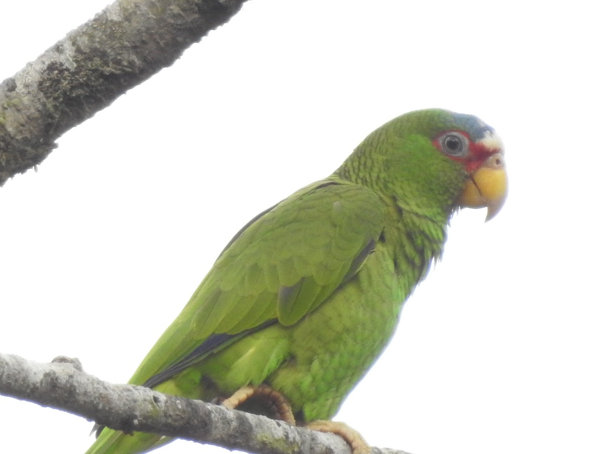 White-fronted Parrot - Anthony Jiménez Solorzano