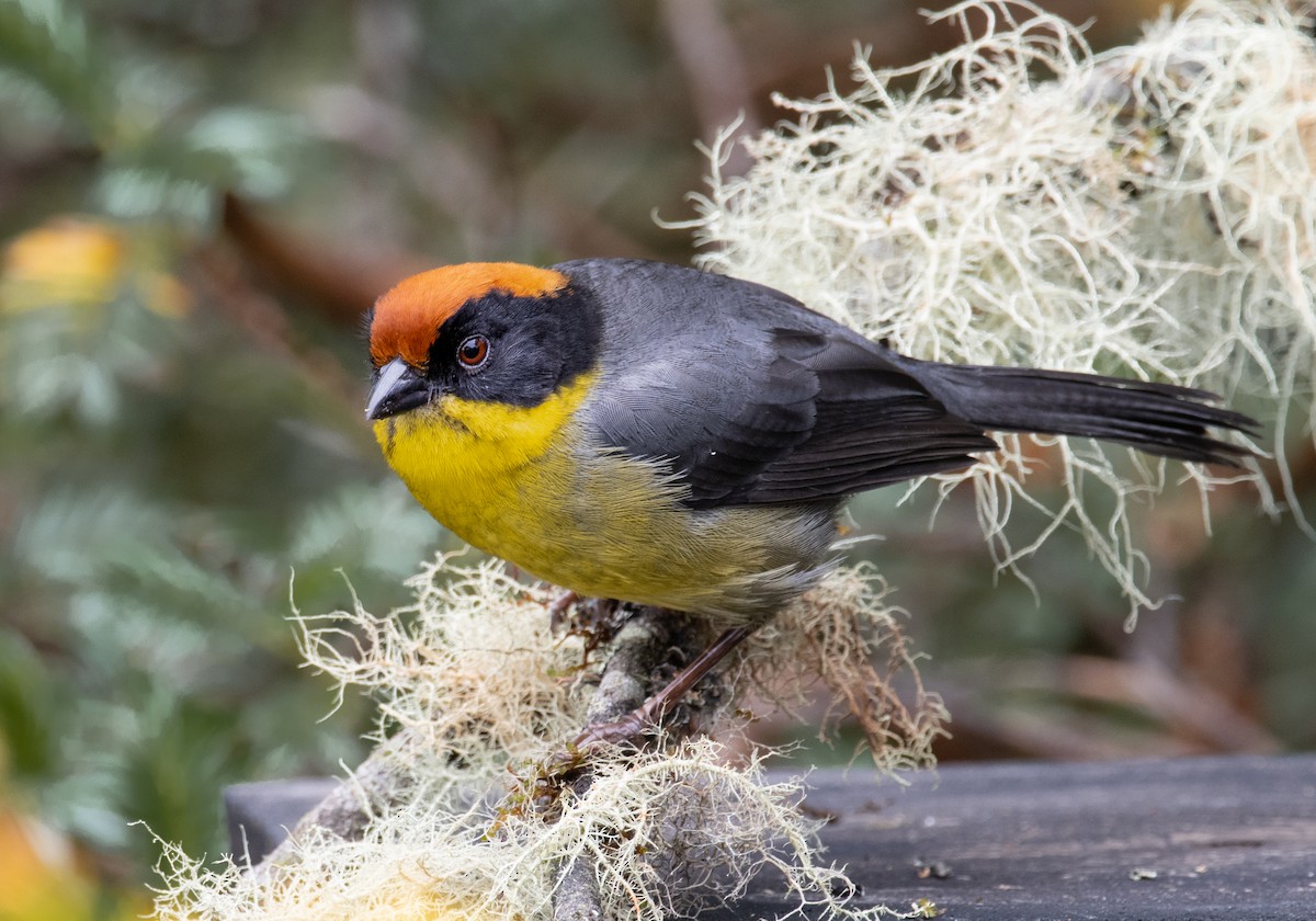 Yellow-breasted Brushfinch - ML231817801