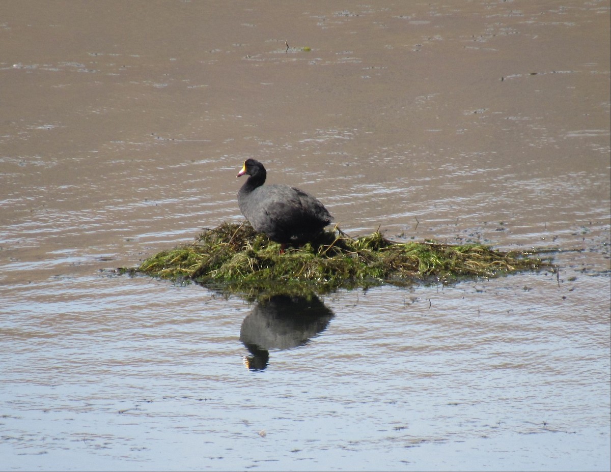 Giant Coot - ML231818121