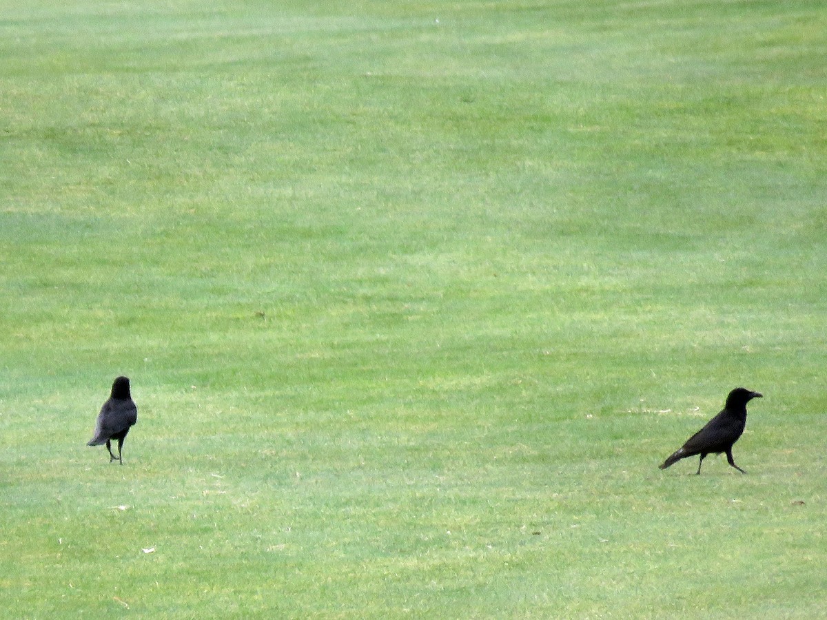 American Crow - Dick Porter