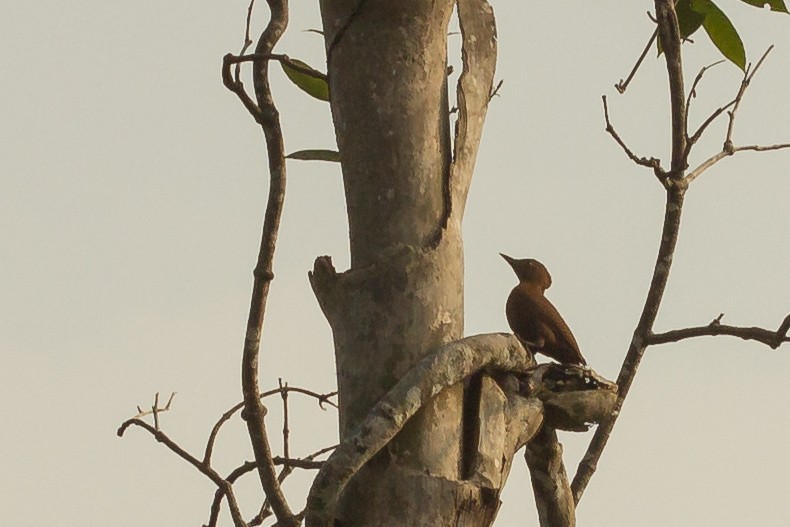 Rufous Woodpecker - Ramit Singal