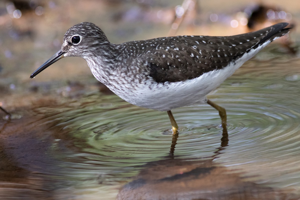 Solitary Sandpiper - ML231824121